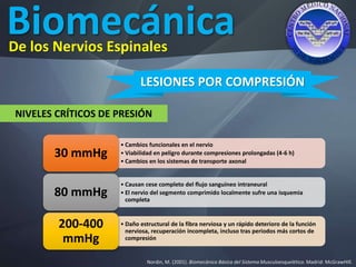 Biomecánica
Nordin, M. (2001). Biomecánica Básica del Sistema Musculoesquelético. Madrid: McGrawHIll.
De los Nervios Espinales
LESIONES POR COMPRESIÓN
NIVELES CRÍTICOS DE PRESIÓN
• Cambios funcionales en el nervio
• Viabilidad en peligro durante compresiones prolongadas (4-6 h)
• Cambios en los sistemas de transporte axonal
30 mmHg
• Causan cese completo del flujo sanguíneo intraneural
• El nervio del segmento comprimido localmente sufre una isquemia
completa
80 mmHg
• Daño estructural de la fibra nerviosa y un rápido deterioro de la función
nerviosa, recuperación incompleta, incluso tras periodos más cortos de
compresión
200-400
mmHg
 