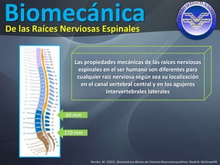 Biomecánica
Nordin, M. (2001). Biomecánica Básica del Sistema Musculoesquelético. Madrid: McGrawHIll.
De las Raíces Nerviosas Espinales
60 mm
170 mm
Las propiedades mecánicas de las raíces nerviosas
espinales en el ser humano son diferentes para
cualquier raíz nerviosa según sea su localización
en el canal vertebral central y en los agujeros
intervertebrales laterales
 