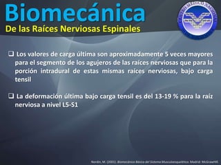 Biomecánica
Nordin, M. (2001). Biomecánica Básica del Sistema Musculoesquelético. Madrid: McGrawHIll.
De las Raíces Nerviosas Espinales
 Los valores de carga última son aproximadamente 5 veces mayores
para el segmento de los agujeros de las raíces nerviosas que para la
porción intradural de estas mismas raíces nerviosas, bajo carga
tensil
 La deformación última bajo carga tensil es del 13-19 % para la raíz
nerviosa a nivel L5-S1
 