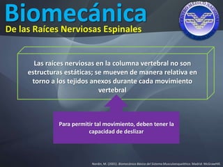 Biomecánica
Nordin, M. (2001). Biomecánica Básica del Sistema Musculoesquelético. Madrid: McGrawHIll.
De las Raíces Nerviosas Espinales
Las raíces nerviosas en la columna vertebral no son
estructuras estáticas; se mueven de manera relativa en
torno a los tejidos anexos durante cada movimiento
vertebral
Para permitir tal movimiento, deben tener la
capacidad de deslizar
 