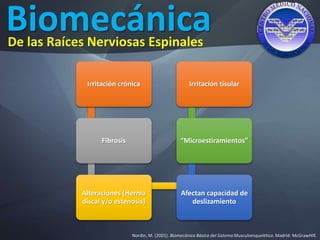 Biomecánica
Nordin, M. (2001). Biomecánica Básica del Sistema Musculoesquelético. Madrid: McGrawHIll.
De las Raíces Nerviosas Espinales
Irritación crónica
Fibrosis
Alteraciones (Hernia
discal y/o estenosis)
Afectan capacidad de
deslizamiento
“Microestiramientos”
Irritación tisular
 