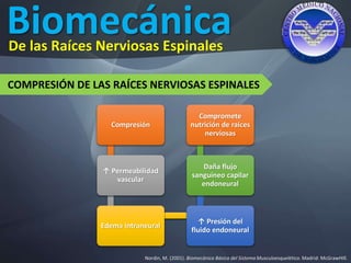 Biomecánica
Nordin, M. (2001). Biomecánica Básica del Sistema Musculoesquelético. Madrid: McGrawHIll.
De las Raíces Nerviosas Espinales
COMPRESIÓN DE LAS RAÍCES NERVIOSAS ESPINALES
Compresión
↑ Permeabilidad
vascular
Edema intraneural
↑ Presión del
fluido endoneural
Daña flujo
sanguíneo capilar
endoneural
Compromete
nutrición de raíces
nerviosas
 