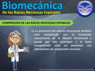 Biomecánica
Nordin, M. (2001). Biomecánica Básica del Sistema Musculoesquelético. Madrid: McGrawHIll.
De las Raíces Nerviosas Espinales
COMPRESIÓN DE LAS RAÍCES NERVIOSAS ESPINALES
 La presencia del edema intraneural también
está relacionada con la formación
consecuente de la fibrosis intraneural y
puede por ello contribuir a la lenta
recuperación vista en pacientes con
alteraciones de compresión nerviosa
 