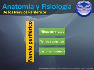 Anatomía y Fisiología
Nordin, M. (2001). Biomecánica Básica del Sistema Musculoesquelético. Madrid: McGrawHIll.
De los Nervios Periféricos
Nervioperiférico Fibras nerviosas
Tejido conectivo
Vasos sanguíneos
 