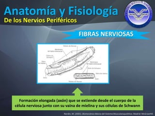 Anatomía y Fisiología
Nordin, M. (2001). Biomecánica Básica del Sistema Musculoesquelético. Madrid: McGrawHIll.
De los Nervios Periféricos
FIBRAS NERVIOSAS
Formación elongada (axón) que se extiende desde el cuerpo de la
célula nerviosa junto con su vaina de mielina y sus células de Schwann
 