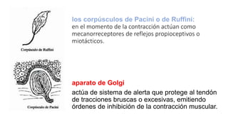 Reseptor Pacini Ruffini Biomecánica del tendón.pptx