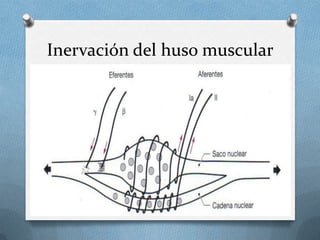 Inervación del huso muscular
 