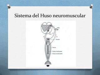 Sistema del Huso neuromuscular
 