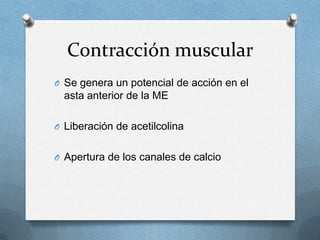 Contracción muscular
O Se genera un potencial de acción en el
  asta anterior de la ME

O Liberación de acetilcolina


O Apertura de los canales de calcio
 