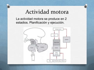 Actividad motora
La actividad motora se produce en 2
estadios. Planificación y ejecución.
 