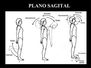 PLANO SAGITAL
 