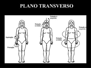 PLANO TRANSVERSO
 
