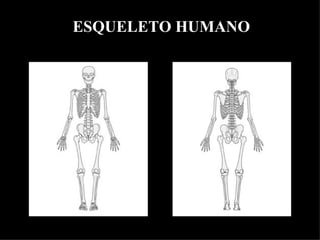 ESQUELETO HUMANO
 