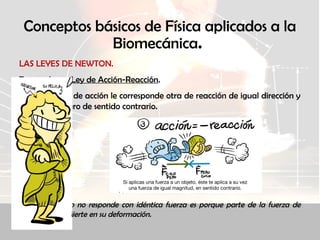 Conceptos básicos de Física aplicados a la
Biomecánica.
LAS LEYES DE NEWTON.
Tercera Ley o Ley de Acción-Reacción.
A toda fuerza de acción le corresponde otra de reacción de igual dirección y
módulo, pero de sentido contrario.
Cuando el suelo no responde con idéntica fuerza es porque parte de la fuerza de
acción se invierte en su deformación.
 