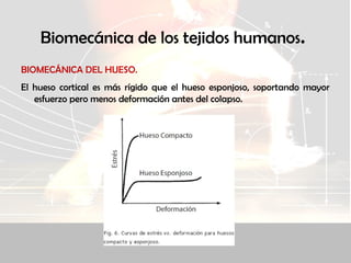 Biomecánica de los tejidos humanos.
BIOMECÁNICA DEL HUESO.
El hueso cortical es más rígido que el hueso esponjoso, soportando mayor
esfuerzo pero menos deformación antes del colapso.
 