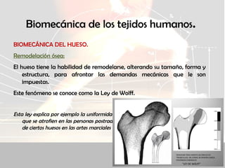 Biomecánica de los tejidos humanos.
BIOMECÁNICA DEL HUESO.
Remodelación ósea:
El hueso tiene la habilidad de remodelarse, alterando su tamaño, forma y
estructura, para afrontar las demandas mecánicas que le son
impuestas.
Este fenómeno se conoce como la Ley de Wolff.
Esta ley explica por ejemplo la uniformidad de los huesos de los fetos y el hecho de
que se atrofien en las personas postradas en cama, así como el endurecimiento
de ciertos huesos en las artes marciales (nudillos, tibias...).
 