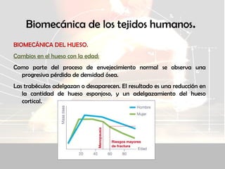 Biomecánica de los tejidos humanos.
BIOMECÁNICA DEL HUESO.
Cambios en el hueso con la edad:
Como parte del proceso de envejecimiento normal se observa una
progresiva pérdida de densidad ósea.
Las trabéculas adelgazan o desaparecen. El resultado es una reducción en
la cantidad de hueso esponjoso, y un adelgazamiento del hueso
cortical.
 