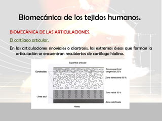 Biomecánica de los tejidos humanos.
BIOMECÁNICA DE LAS ARTICULACIONES.
El cartílago articular.
En las articulaciones sinoviales o diartrosis, los extremos óseos que forman la
articulación se encuentran recubiertos de cartílago hialino.
 