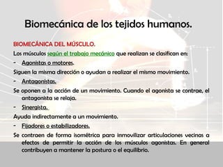 Biomecánica de los tejidos humanos.
BIOMECÁNICA DEL MÚSCULO.
Los músculos según el trabajo mecánico que realizan se clasifican en:
- Agonistas o motores.
Siguen la misma dirección o ayudan a realizar el mismo movimiento.
- Antagonistas.
Se oponen a la acción de un movimiento. Cuando el agonista se contrae, el
antagonista se relaja.
- Sinergista.
Ayuda indirectamente a un movimiento.
- Fijadores o estabilizadores.
Se contraen de forma isométrica para inmovilizar articulaciones vecinas a
efectos de permitir la acción de los músculos agonistas. En general
contribuyen a mantener la postura o el equilibrio.
 