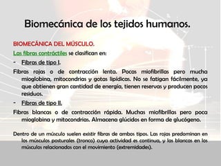 Biomecánica de los tejidos humanos.
BIOMECÁNICA DEL MÚSCULO.
Las fibras contráctiles se clasifican en:
- Fibras de tipo I.
Fibras rojas o de contracción lenta. Pocas miofibrillas pero mucha
mioglobina, mitocondrias y gotas lipídicas. No se fatigan fácilmente, ya
que obtienen gran cantidad de energía, tienen reservas y producen pocos
residuos.
- Fibras de tipo II.
Fibras blancas o de contracción rápida. Muchas miofibrillas pero poca
mioglobina y mitocondrias. Almacena glúcidos en forma de glucógeno.
Dentro de un músculo suelen existir fibras de ambos tipos. Las rojas predominan en
los músculos posturales (tronco) cuya actividad es continua, y las blancas en los
músculos relacionados con el movimiento (extremidades).
 