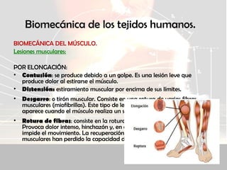 Biomecánica de los tejidos humanos.
BIOMECÁNICA DEL MÚSCULO.
Lesiones musculares:
POR ELONGACIÓN:
• Contusión: se produce debido a un golpe. Es una lesión leve que
produce dolor al estirarse el músculo.
• Distensión: estiramiento muscular por encima de sus límites. 
• Desgarro: o tirón muscular. Consiste en una rotura de varias fibras
musculares (miofibrillas). Este tipo de lesión es debido a un golpe o
aparece cuando el músculo realiza un sobreesfuerzo.
• Rotura de fibras: consiste en la rotura de varios paquetes musculares.
Provoca dolor intenso, hinchazón y, en ocasiones, hematomas, lo que
impide el movimiento. La recuperación no es total, porque las fibras
musculares han perdido la capacidad de regenerarse.
 
