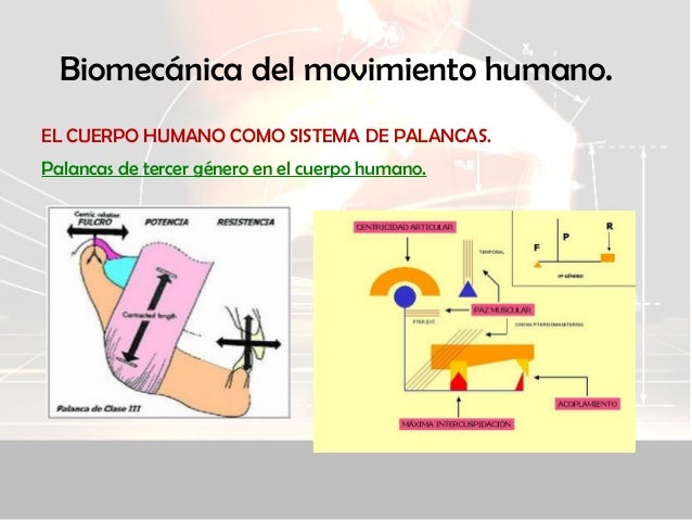 Biomecánica (parte 2)
