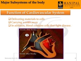 Major Subsystems of the body
Function of Cardiovascular System
 Delivering materials to cells
 Carrying wastes away
 In addition, blood contains cells that fight disease.
Wednesday, March 30, 2016 28
 