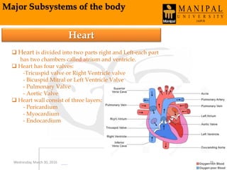 Major Subsystems of the body
Heart
 Heart is divided into two parts right and Left-each part
has two chambers called atrium and ventricle.
 Heart has four valves:
-Tricuspid valve or Right Ventricle valve
- Bicuspid Mitral or Left Ventricle Valve
- Pulmonary Valve
- Aortic Valve
 Heart wall consist of three layers:
- Pericardium
- Myocardium
- Endocardium
Wednesday, March 30, 2016 29
 