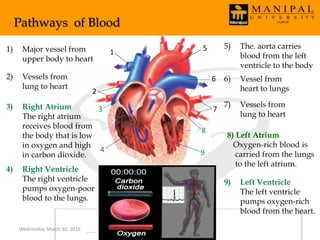 4) Right Ventricle
The right ventricle
pumps oxygen-poor
blood to the lungs.
3) Right Atrium
The right atrium
receives blood from
the body that is low
in oxygen and high
in carbon dioxide.
The Heart
1
2
3
5
6
7
8
94
1) Major vessel from
upper body to heart
2) Vessels from
lung to heart
5) The. aorta carries
blood from the left
ventricle to the body
6) Vessel from
heart to lungs
7) Vessels from
lung to heart
8) Left Atrium
Oxygen-rich blood is
carried from the lungs
to the left atrium.
9) Left Ventricle
The left ventricle
pumps oxygen-rich
blood from the heart.
Pathways of Blood
Wednesday, March 30, 2016
 