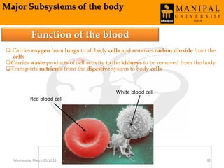 Major Subsystems of the body
Function of the blood
 Carries oxygen from lungs to all body cells and removes carbon dioxide from the
cells
Carries waste products of cell activity to the kidneys to be removed from the body
Transports nutrients from the digestive system to body cells
Red blood cell
White blood cell
Wednesday, March 30, 2016 32
 