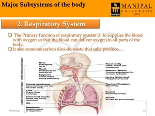 Major Subsystems of the body
2. Respiratory System
 The Primary function of respiratory system is to supplies the blood
with oxygen so that the blood can deliver oxygen to all parts of the
body.
 It also removes carbon dioxide waste that cells produce.
Wednesday, March 30, 2016 35
 