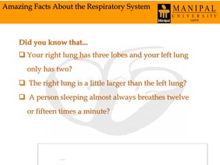 Amazing Facts About the Respiratory System
Did you know that...
 Your right lung has three lobes and your left lung
only has two?
 The right lung is a little larger than the left lung?
 A person sleeping almost always breathes twelve
or fifteen times a minute?
 