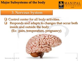 Major Subsystems of the body
3. Nervous System
 Control center for all body activities.
 Responds and adapts to changes that occur both
inside and outside the body
(Ex: pain, temperature, pregnancy)
Wednesday, March 30, 2016 38
 