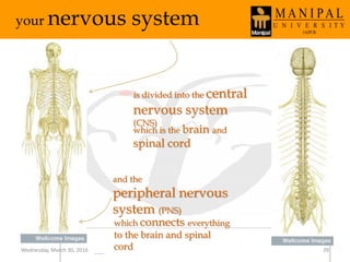 Wednesday, March 30, 2016 39
your nervous system
is divided into the central
nervous system
(CNS)
and the
peripheral nervous
system (PNS)
which is the brain and
spinal cord
which connects everything
to the brain and spinal
cord
 
