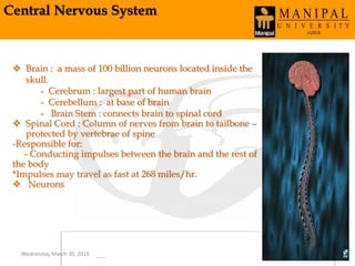 Central Nervous System
Wednesday, March 30, 2016 40
 Brain : a mass of 100 billion neurons located inside the
skull.
- Cerebrum : largest part of human brain
- Cerebellum : at base of brain
- Brain Stem : connects brain to spinal cord
 Spinal Cord : Column of nerves from brain to tailbone –
protected by vertebrae of spine
-Responsible for:
- Conducting impulses between the brain and the rest of
the body
*Impulses may travel as fast at 268 miles/hr.
 Neurons
 