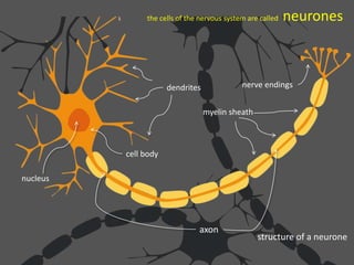 the cells of the nervous system are called neurones
cell body
axon
myelin sheath
dendrites nerve endings
nucleus
structure of a neurone
 