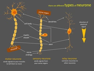 there are different typesof neurone
sensory neuronemotor neurone relay neurone
direction of
electrical
signal
sends signals to your muscles
to tell them to move
sends signals from
your sense organs
connects neurones to
other neurones
dendrites
cell body
axon
myelin
sheath
nerve
endings
 