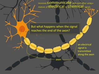 neurones communicate with each other using a
mixture of electrical & chemical signals
cell body
axon
myelin sheath
dendrites nerve endings
nucleus an electrical
signal is
transmitted
along the axon
But what happens when the signal
reaches the end of the axon?
 