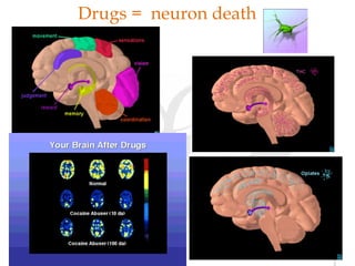 Drugs = neuron death
 