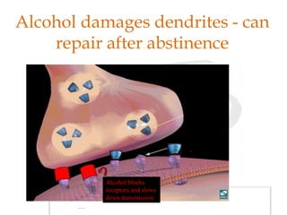 Alcohol damages dendrites - can
repair after abstinence
Alcohol blocks
receptors and slows
down transmission
 