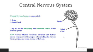 Central Nervous System
 