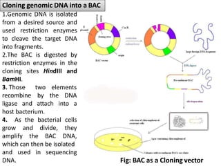 Embac Cloning Insect Cell Human genome project | PPTX