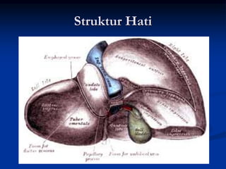 Struktur Hati
 