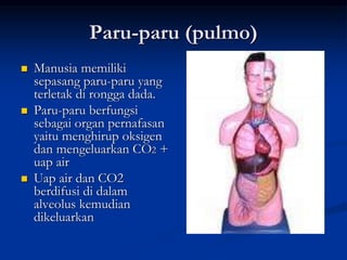 Paru-paru (pulmo)
 Manusia memiliki
sepasang paru-paru yang
terletak di rongga dada.
 Paru-paru berfungsi
sebagai organ pernafasan
yaitu menghirup oksigen
dan mengeluarkan CO2 +
uap air
 Uap air dan CO2
berdifusi di dalam
alveolus kemudian
dikeluarkan
 