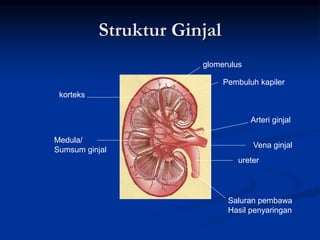 Struktur Ginjal
korteks
Medula/
Sumsum ginjal
glomerulus
Pembuluh kapiler
Arteri ginjal
Vena ginjal
ureter
Saluran pembawa
Hasil penyaringan
 