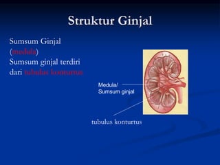 Struktur Ginjal
Medula/
Sumsum ginjal
Sumsum Ginjal
(medula)
Sumsum ginjal terdiri
dari tubulus konturtus
tubulus konturtus
 