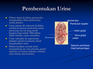 Pembentukan Urine
 Filtrasi darah di dalam glomerulus
menghasilkan filtrat glomerulus
(urine primer)
 Urine primer di reabsorsi di dalam
tubulus konturtus proksimal untuk
menyerap zat-zat yang masih
berguna bagi tubuh. Dihasilkan
filtrat tubulus (urine sekunder)
 Urine sekunder di augmentasi
didalam tubulus konturtus distal
menghasilkan urine
 Dalam keadaan normal urine
mengandung air, urea,amonia, garam
mineral, zat warna empedu, vitamin,
obat-obatan dan hormon
glomerulus
Pembuluh kapiler
Arteri ginjal
Vena ginjal
ureter
Saluran pembawa
Hasil penyaringan
Konturtus
 