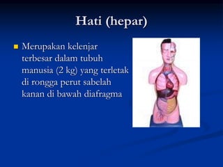 Hati (hepar)
 Merupakan kelenjar
terbesar dalam tubuh
manusia (2 kg) yang terletak
di rongga perut sabelah
kanan di bawah diafragma
 