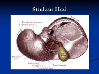 Struktur Hati
 