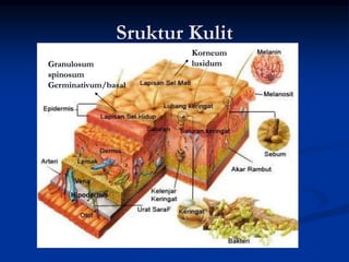 Sruktur Kulit
Hipodermis
Korneum
lusidum
Granulosum
spinosum
Germinativum/basal
 